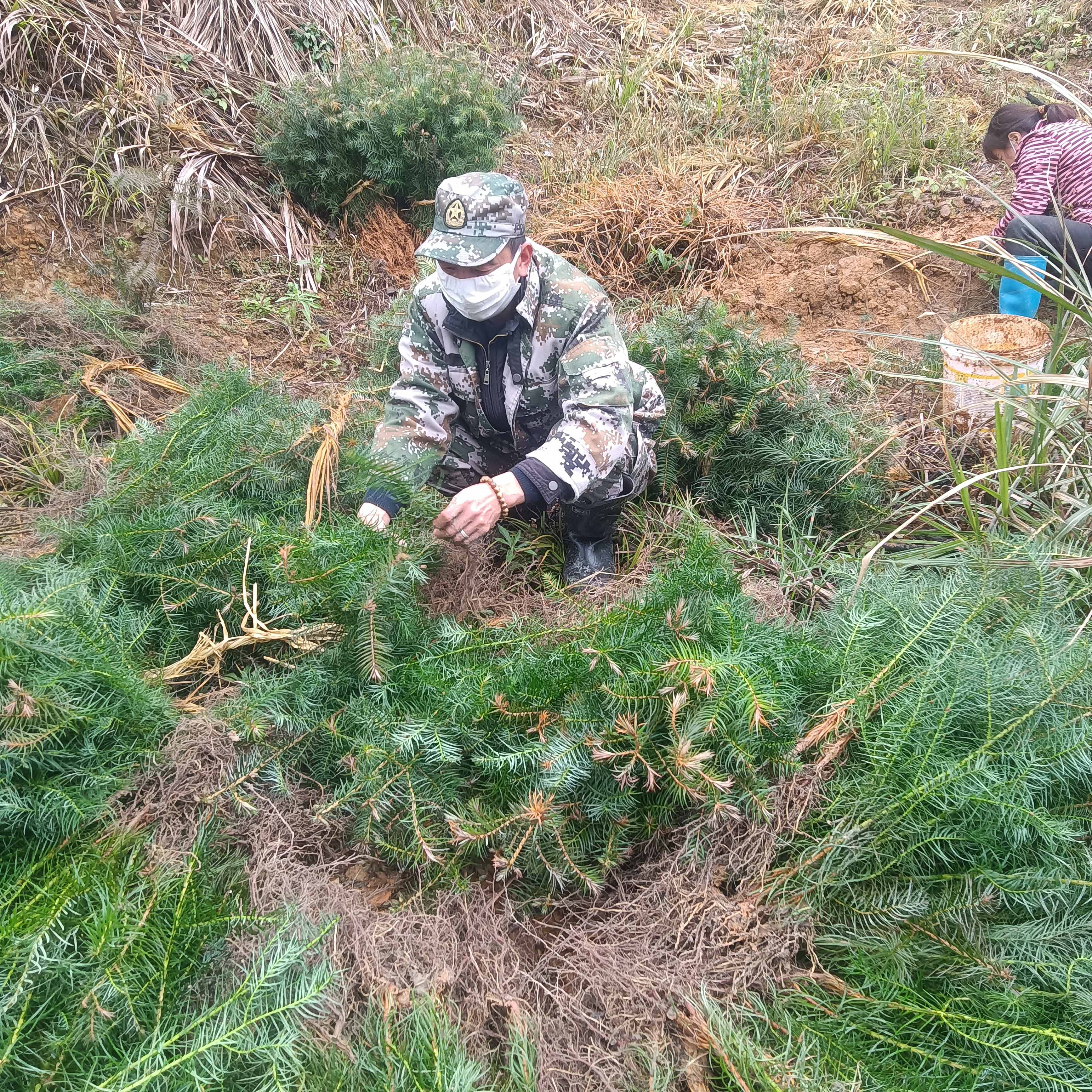 春風拂綠，萬象更新，植樹造林正當時